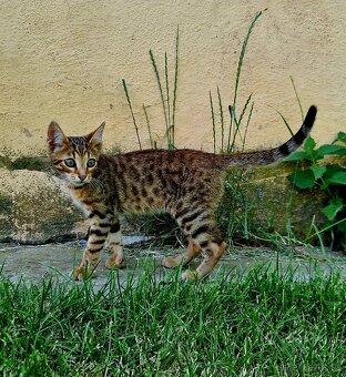 Bengalsky kocurik - 6