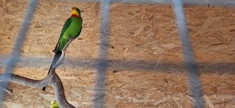 andulka, korela papagaj nadherny - 6