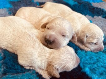 Zlaty retriever Golden retriever šteniatka s pp - 6