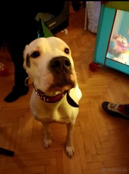 Argentínska doga sučka s PP - 6