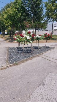 Rodinný dom na predaj s rozsiahlym pozemkom, Dvorniky - 6