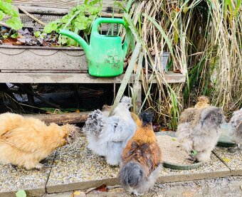 Predam mlade hodvabnicky - 6