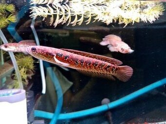 cichla intermedia+mix - 6