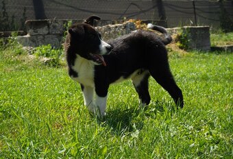 Roztomilé šteniatko hľadá milujúci domov 🐾❤️ - 6