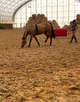 Buckskin klisna American Quarter Horse, Euro Futurity - 6