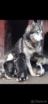 Šteniatko malamut - 6