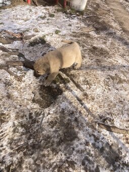 Predám šteniatka - 6