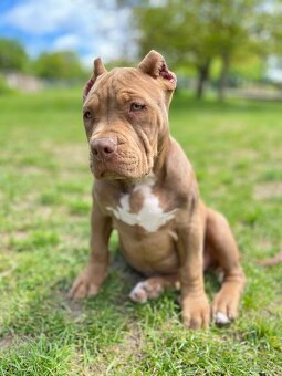 American bully XL - 6
