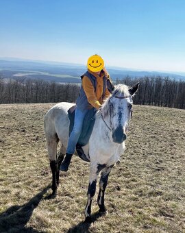 Appaloosa valach napredaj - 6