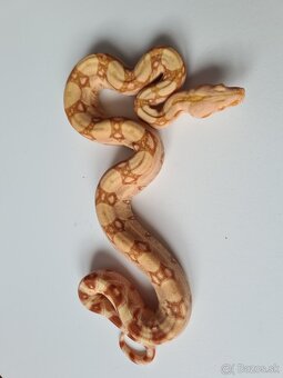 Veľhad Královský-Boa Constrictor tohto ročné - 6