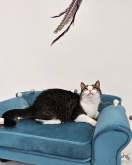 Mačička SAMANTA hľadá domov - 6