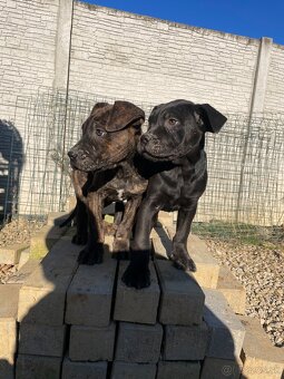 Americký bandog - 6