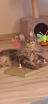 Maine Coon - 6