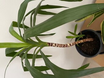 MONSTERA + INE KVETY IZBOVE - 6
