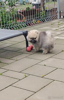 Pomeranian - 6