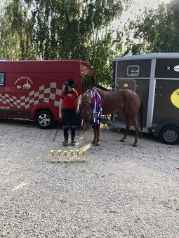 Predám QH žrebca - 6