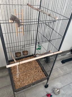 Korela chcocholata ručne dokrmene klietka a doplnky - 6