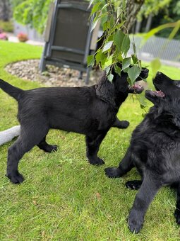 Flat Coated Retriever - štěniatka s PP - 6