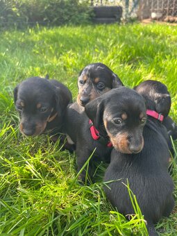 Krátkosrstý trpasličí jazvečík (Merle) - 6