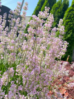 Levandula lekárska-ružová,fialová,biela - 6