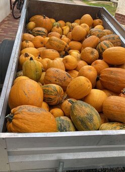 Bio tekvicové jadierka ručne vyberané - 6