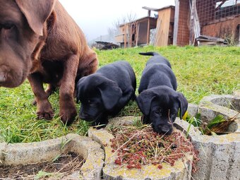 Šteniatka Labradora - 6