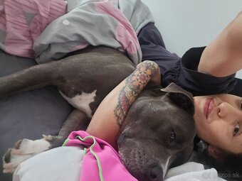 Krytie - Americky Stafordsirsky terier - 6