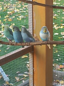 Andulka - Papagájec vlnkovaný - 6