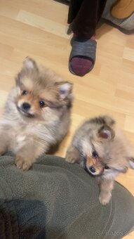 Pomeranian mini - 6