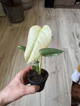 Monstera Deliciosa Mint Large form - 6