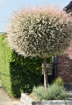 𝗧𝗢𝗣❗Japonska vrba,strom, ktory meni farbu,Salix Integra❗ - 6