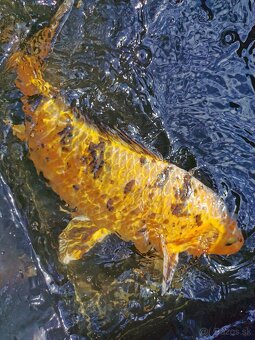 Koi - 6