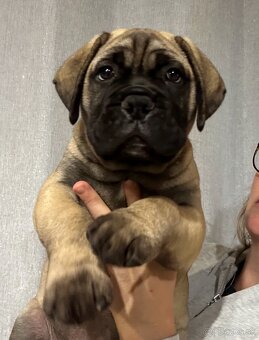 Šteniatka Bullmastiff - 6