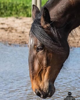 Lusitano klisna 8 let - 6