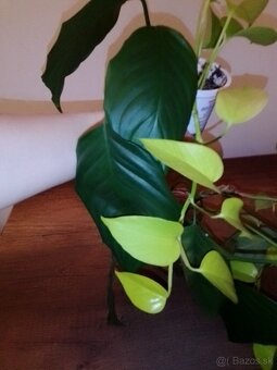 Epipremnum neon - 6