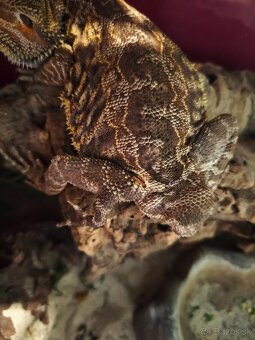 Terarium 100x40x40 +Agama bradatá - 6