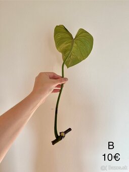 Philodendron Gloriosum odrezky - 6