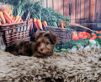 Yorkshire terrier - 6
