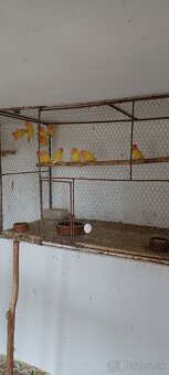 agapornis,korela,andulka - 6