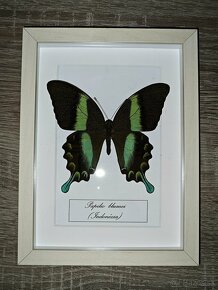 Motýle  v ráme - 6