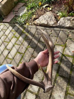 Jelenie zhody/parohy 55cm - 6