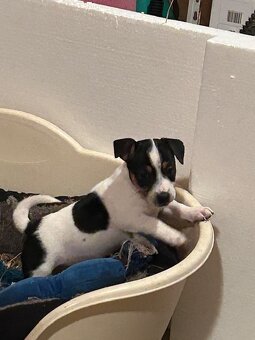 Jack Russel teriér - 6