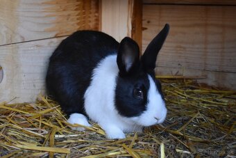 Predam Holandsky - 6