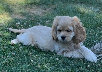 Americky Kokerspaniel-fenka - 6