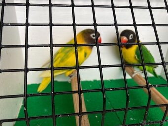 Agapornis fischeri - 6