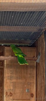 Papagáj Červenokrídly - 6