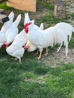 Leghorn-násadbové vajíčka - 6