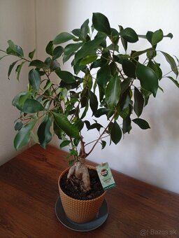 Predám Bonsai Ficus Ginseng - 6