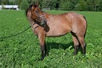Paint horse valášek - 6