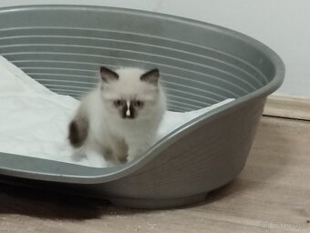 RAGDOLL - 6